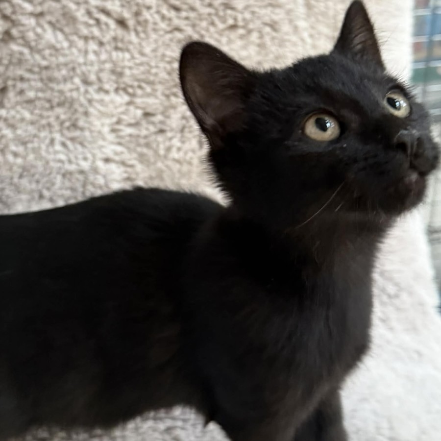 Photo of Jet