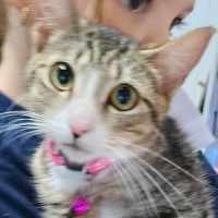 Photo of Piper