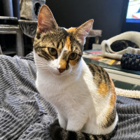 Photo of Pumpkin