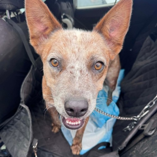 Bentley  - Australian Cattle Dog