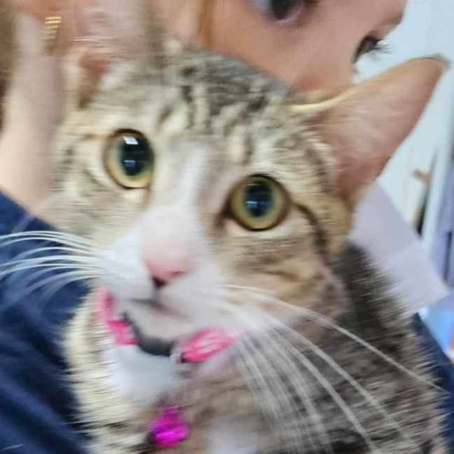 Photo of Piper