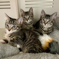 Photo of Drillbit *Meet Me At Petstock Double Bay*