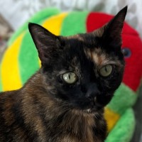 Photo of Sifah (8080)