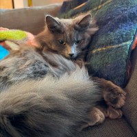 Photo of Dennis