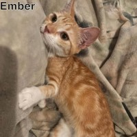 Photo of Ember