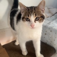 Photo of Mira