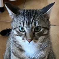 Photo of Remi *9 Lives Project Rescue*