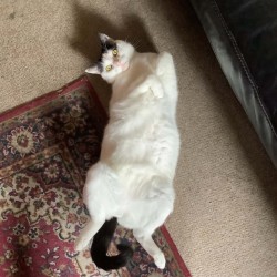 Male Domestic Short Hair (DSH) Cat