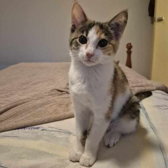 Photo of Chrissy**2nd Chance Cat Rescue**