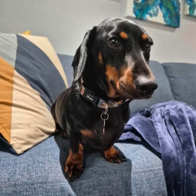 Photo of Badger