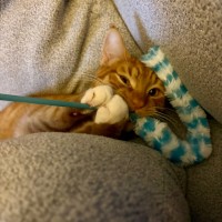 Photo of Ziwi 