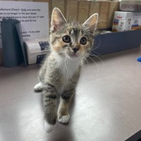 Photo of Clementine