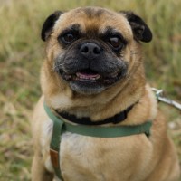 Photo of Chopper