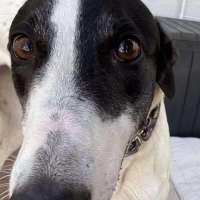 Photo of Perdita, The Greyhound
