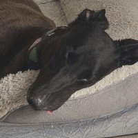Photo of Scarlett, The Greyhound