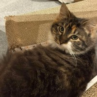 Photo of Cora *9 Lives Project Rescue*