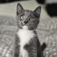 Photo of Patrick (Dempsey) (“Silver Fox” Litter)