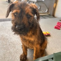 Photo of D1137 Jerome