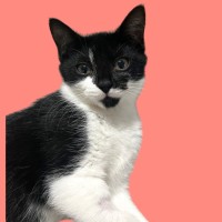 Photo of Sora