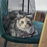 Photo of Katniss