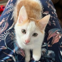 Photo of ⭐️ Dino ⭐️