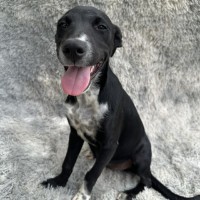 Photo of Suki