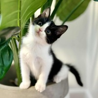 Photo of 🤍 Koa 🤍