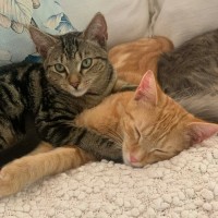 Photo of Ziggy & Bowie