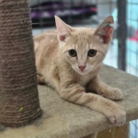 Photo of Bombora ** 2nd Chance Cat Rescue**
