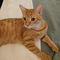 Photo of C1528 Morris