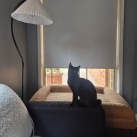 Photo of Piper