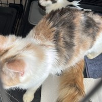 Photo of Sugar
