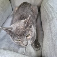 Photo of Schimmerfell ** 2nd Chance Cat Rescue**
