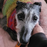 Photo of Georgie