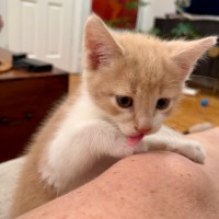 Photo of Lychee
