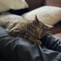 Photo of Penelope **2nd Chance Cat Rescue**