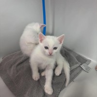 Photo of Casper