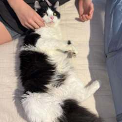 Male Domestic Medium Hair (DMH) Cat