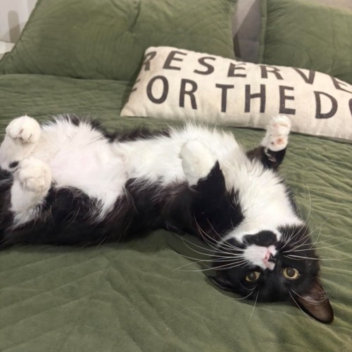 Cece - Domestic Medium Hair (DMH) Cat