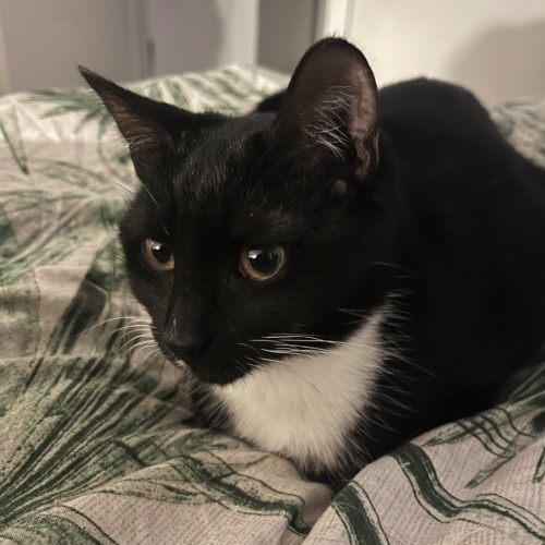 Blackie - Domestic Short Hair (DSH) Cat