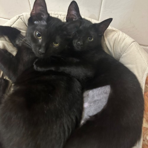 Cleopatra and Sphinx - Domestic Short Hair (DSH) Cat