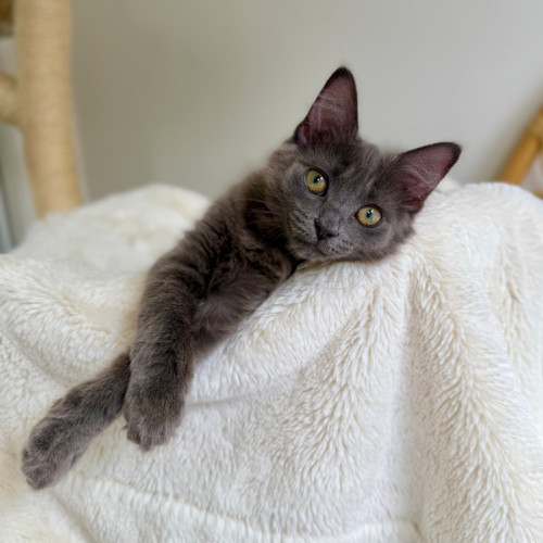 Dumpling - Domestic Medium Hair (DMH) Cat