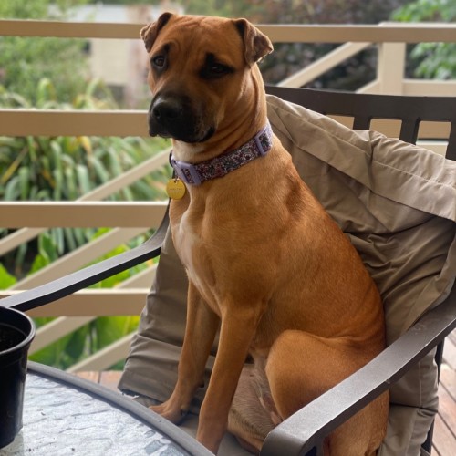 Vixx - Shar Pei x Staffordshire Bull Terrier Dog
