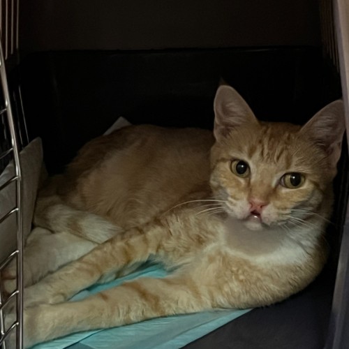 Mumma - Domestic Short Hair (DSH) Cat