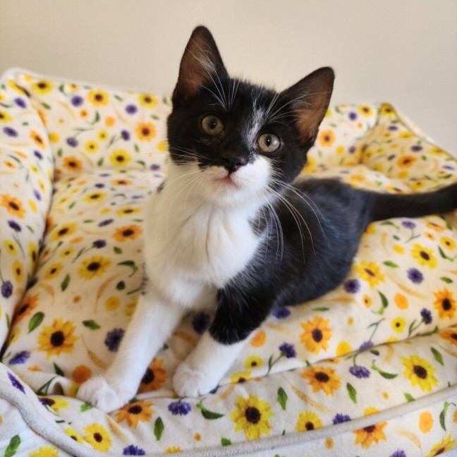 Photo of Moira