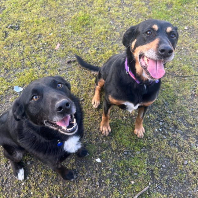 Photo of Turbo & Chevy