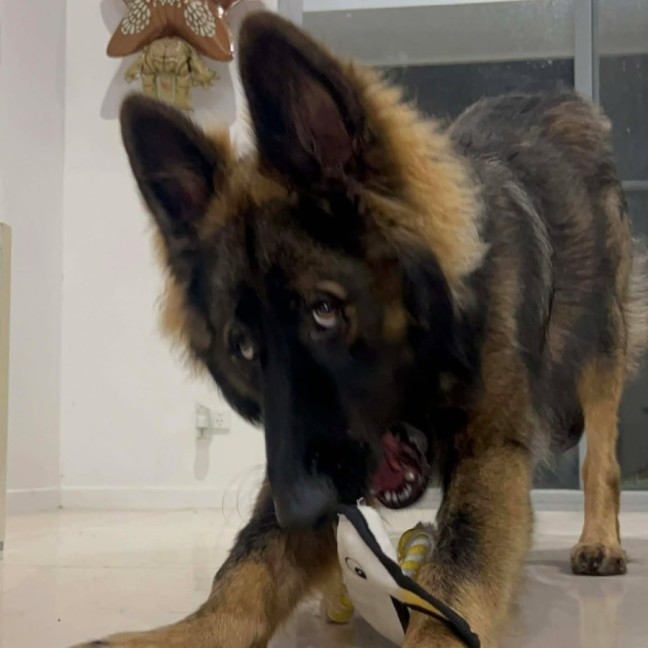 Photo of Bear