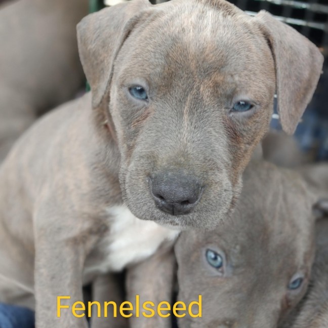 Photo of Poppyseed's Pups
