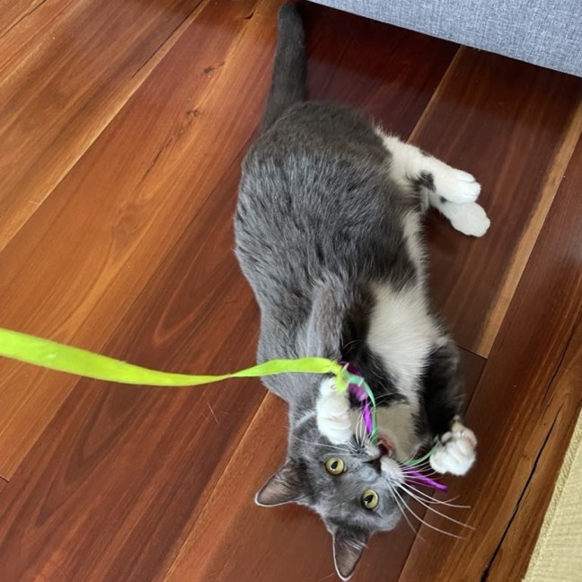 Photo of Flora *9 Lives Project Rescue*