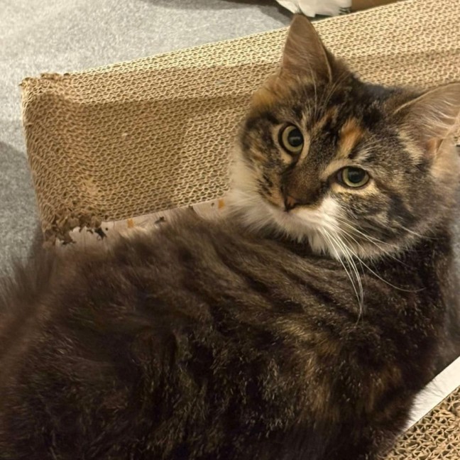 Photo of Cora *9 Lives Project Rescue*